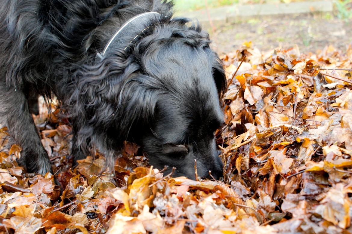 Blanding af racer Eddie billede 18