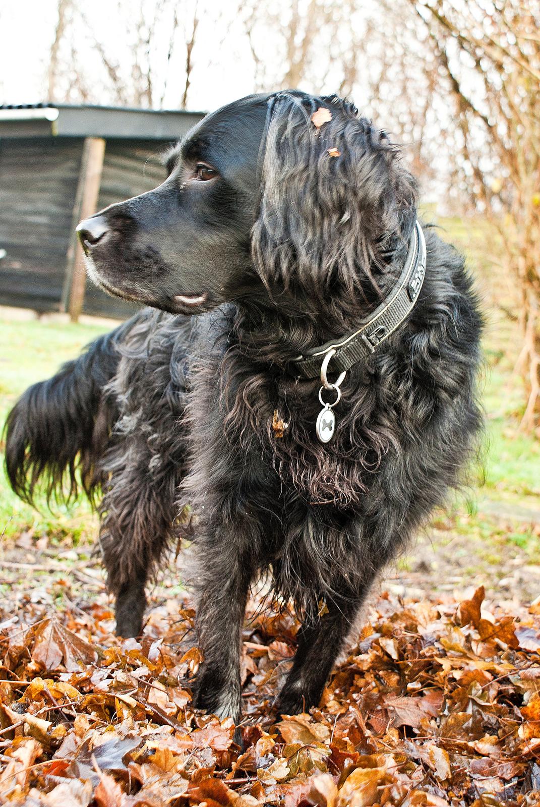 Blanding af racer Eddie billede 19