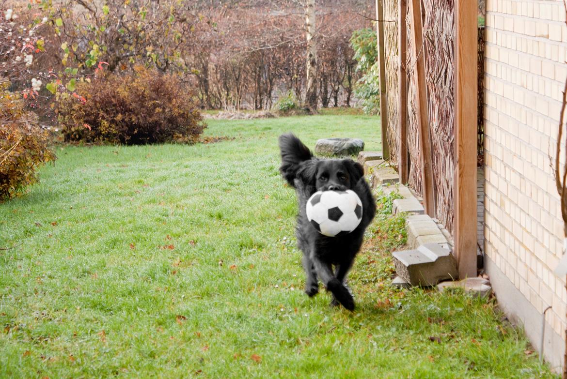 Blanding af racer Eddie billede 20