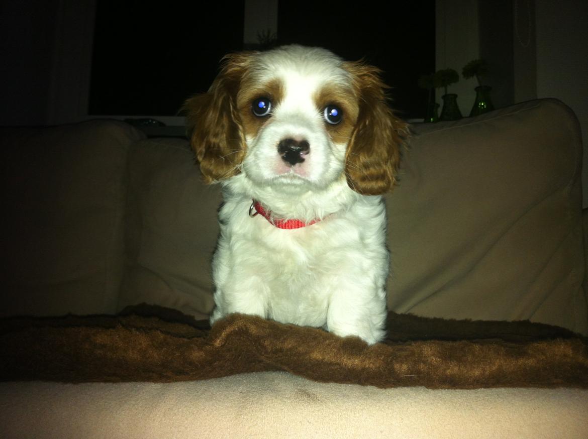 Cavalier king charles spaniel Merle billede 11