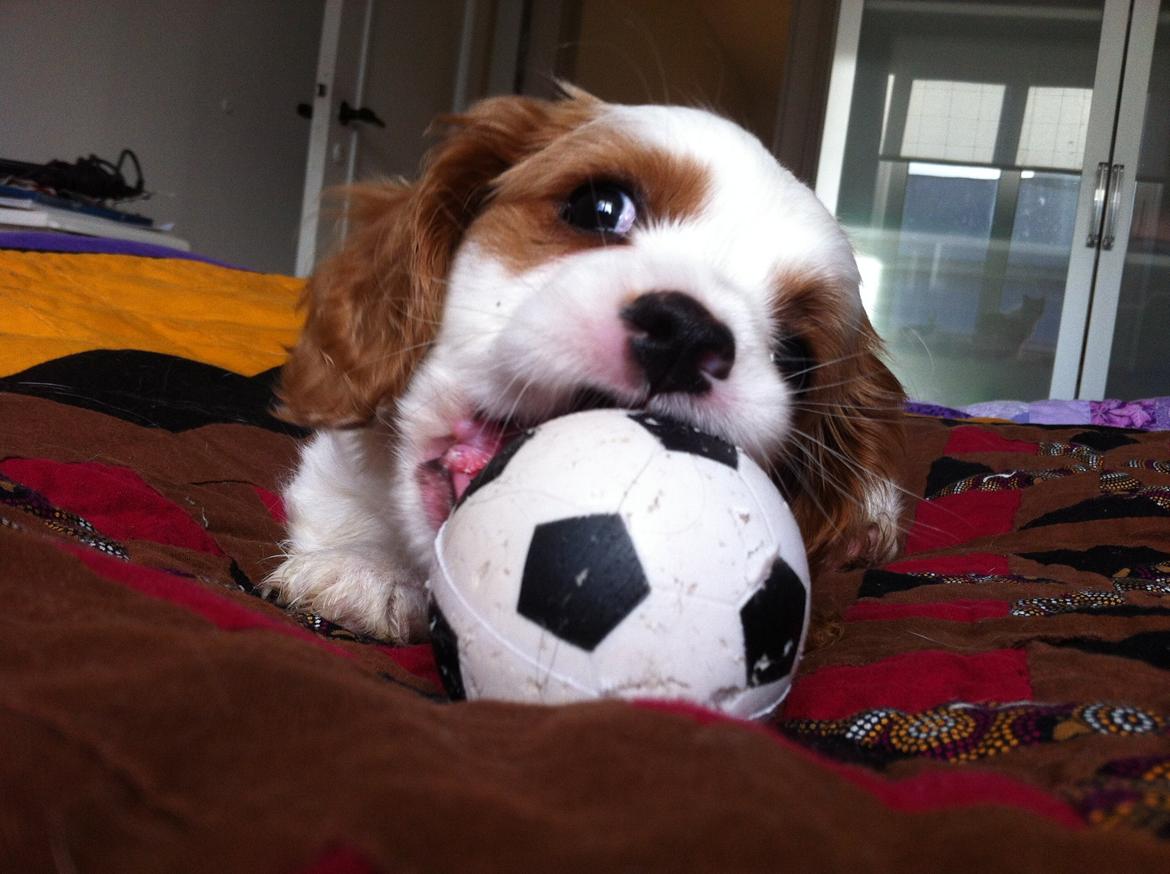 Cavalier king charles spaniel Merle billede 6