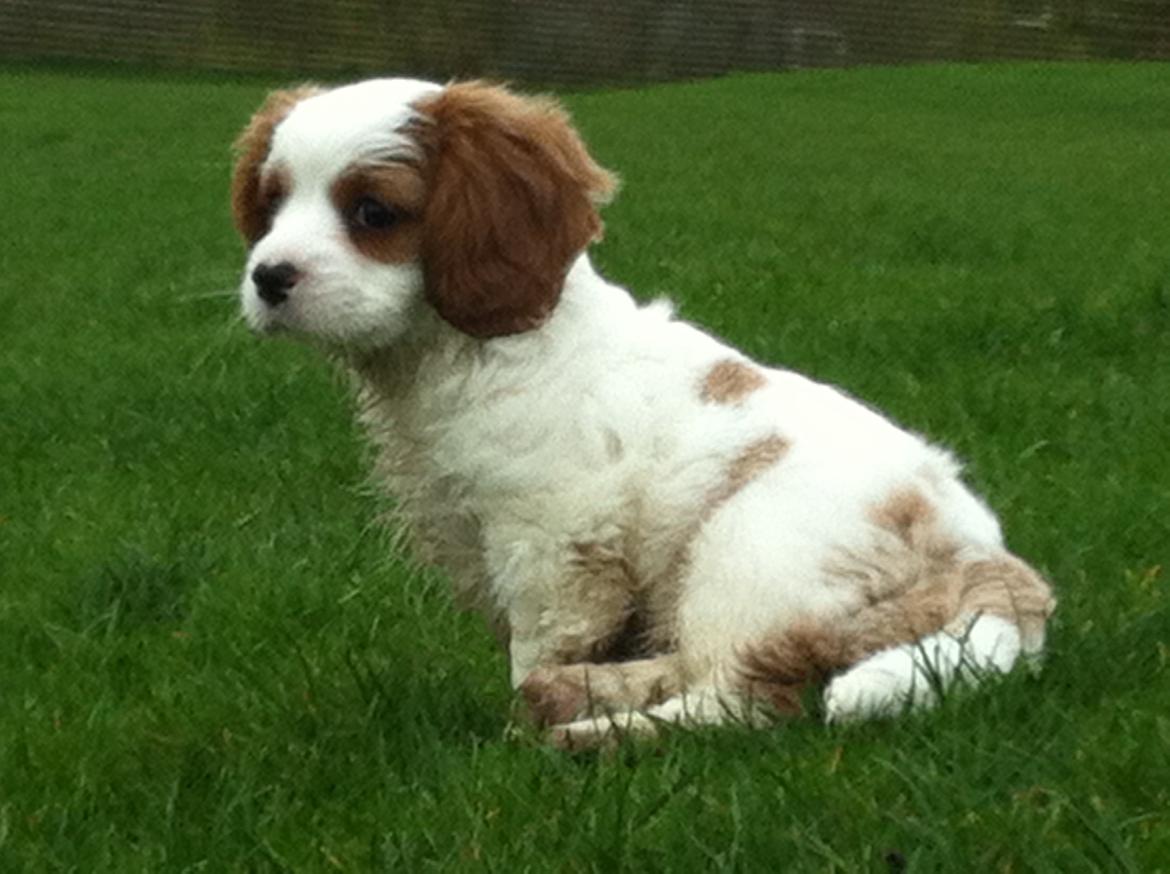 Cavalier king charles spaniel Merle billede 13