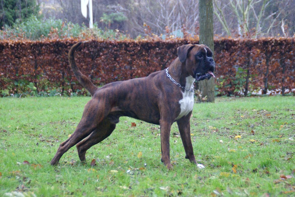 Boxer Hearts of Hope's High Roller (Levi) - 16 mdr billede 21