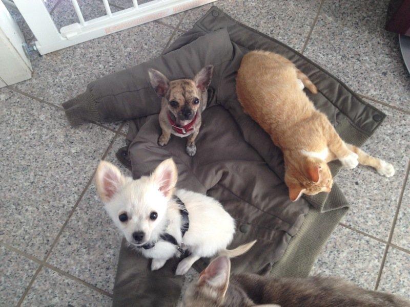 Chihuahua Malik billede 11