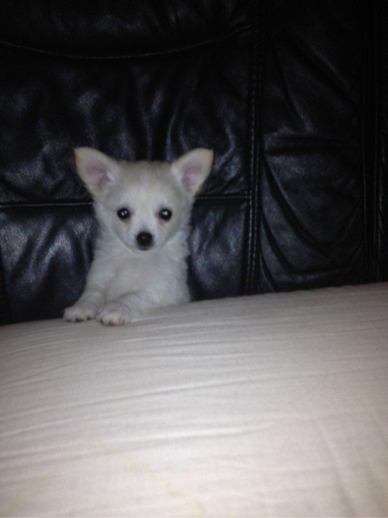 Chihuahua Malik billede 12