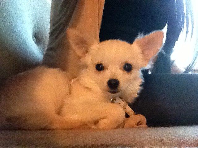 Chihuahua Malik billede 13