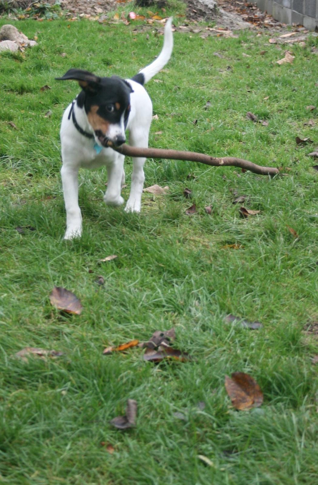 Blanding af racer Pluto - "Se DÈT en pind for mig" ;) billede 12