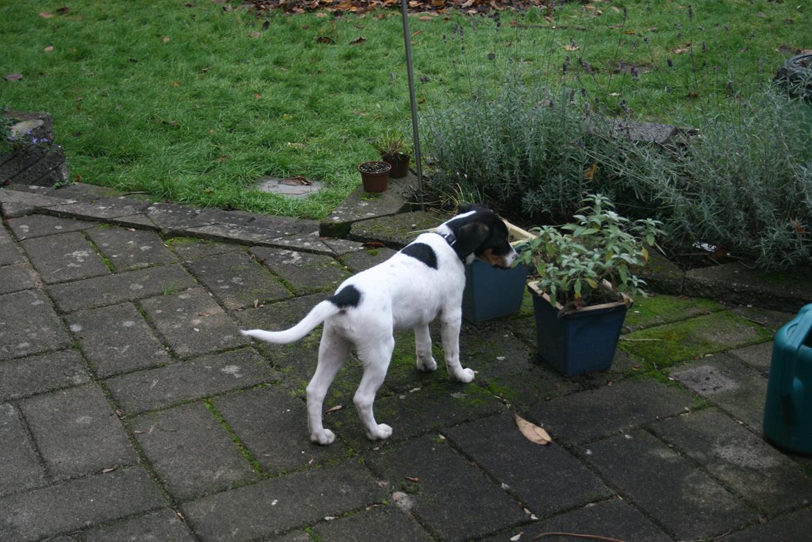 Blanding af racer Pluto - Mmmh planter <3 billede 14