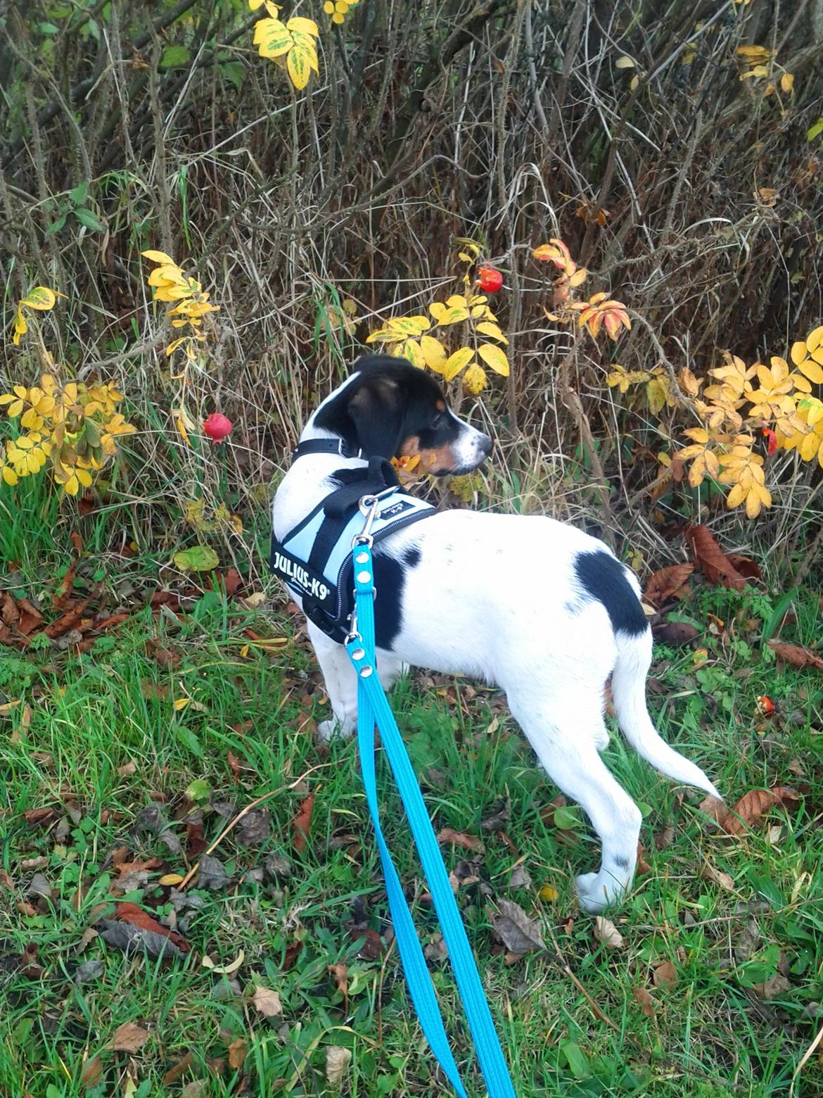 Blanding af racer Pluto - Søde Pluto er blevet SÅ dygtig til at gå pænt i snor, vi skal bare lære at gå pænt i siden af vejen hele tiden og ikke trække når han kan se hjem ;) billede 9