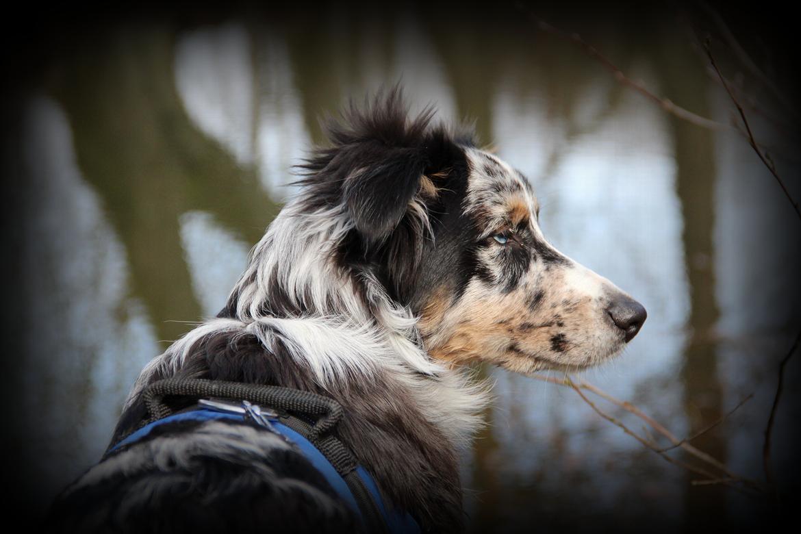 Australian shepherd Godrumgaard´s Jason billede 17