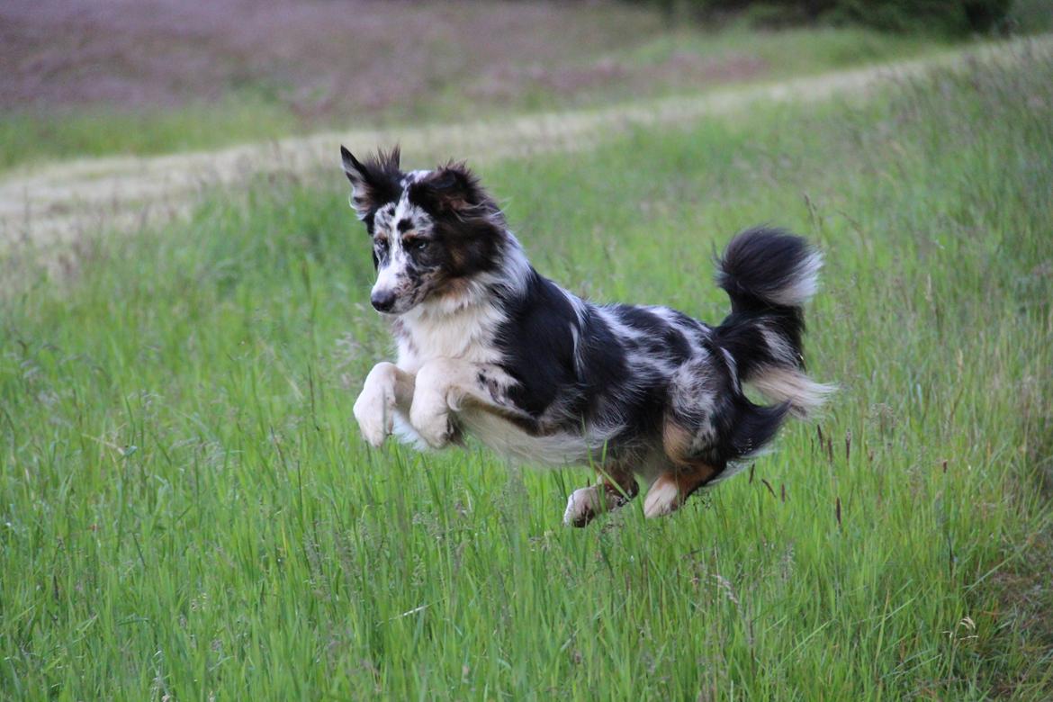 Australian shepherd Godrumgaard´s Jason billede 19