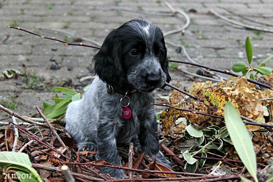 Cocker spaniel Maja billede 2