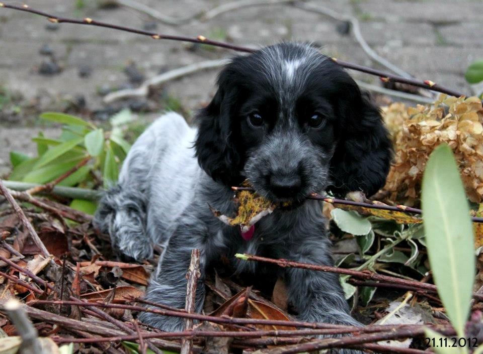 Cocker spaniel Maja billede 3