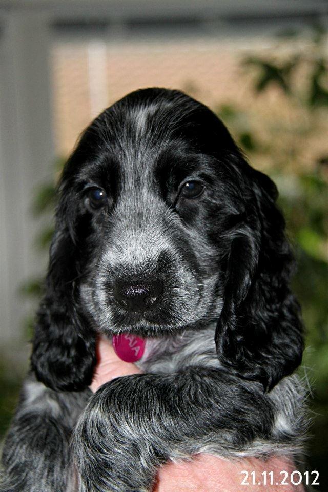 Cocker spaniel Maja billede 1