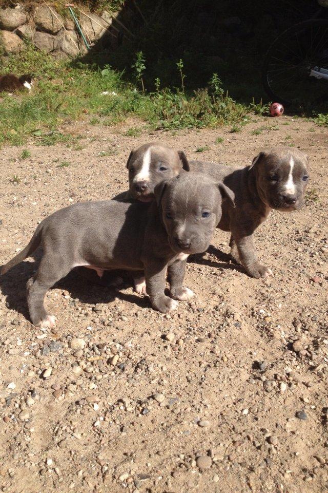 Staffordshire bull terrier Turbo billede 14