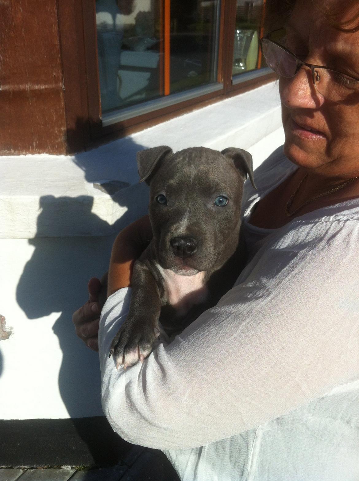 Staffordshire bull terrier Turbo billede 8