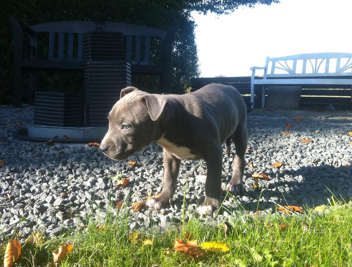 Staffordshire bull terrier Turbo billede 10