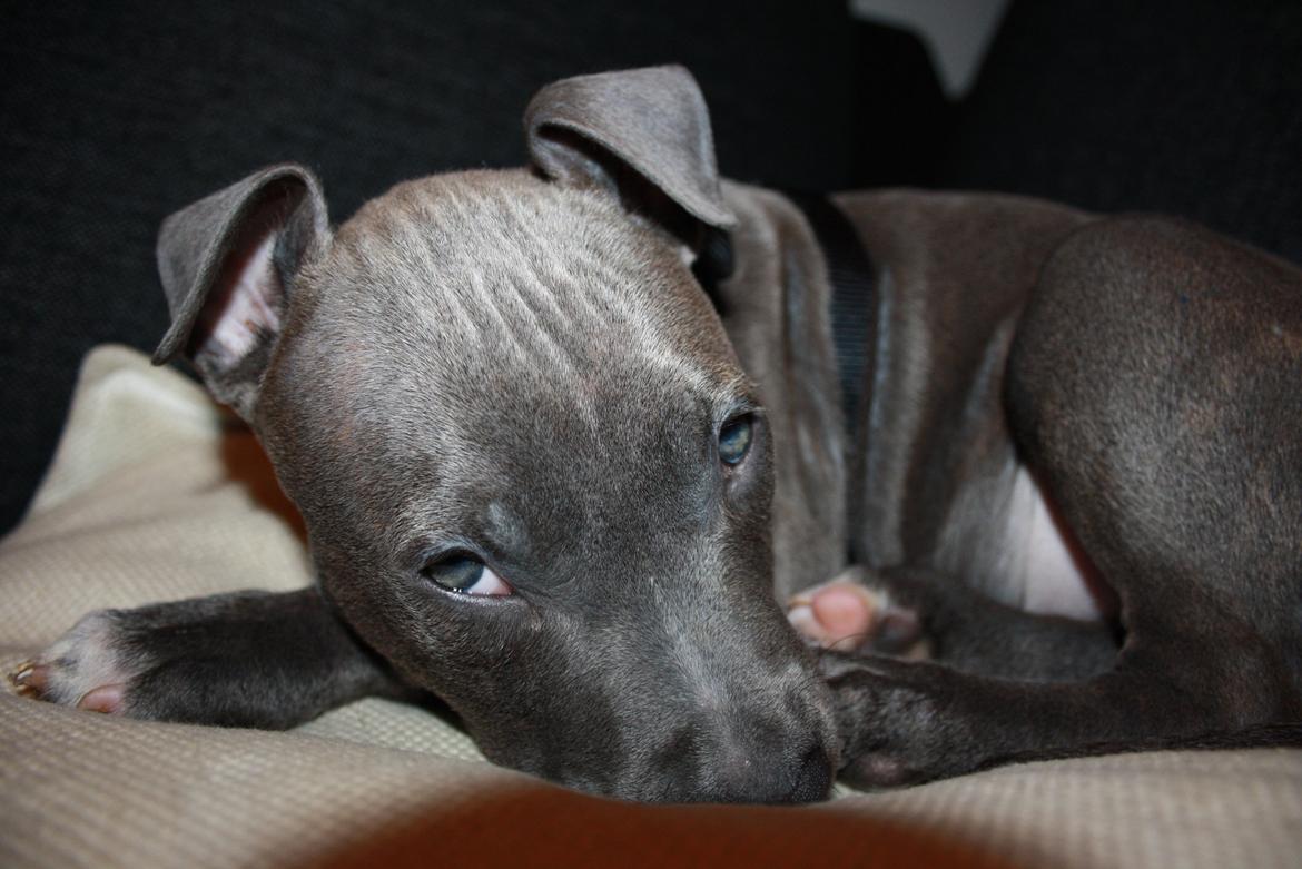 Staffordshire bull terrier Turbo billede 7