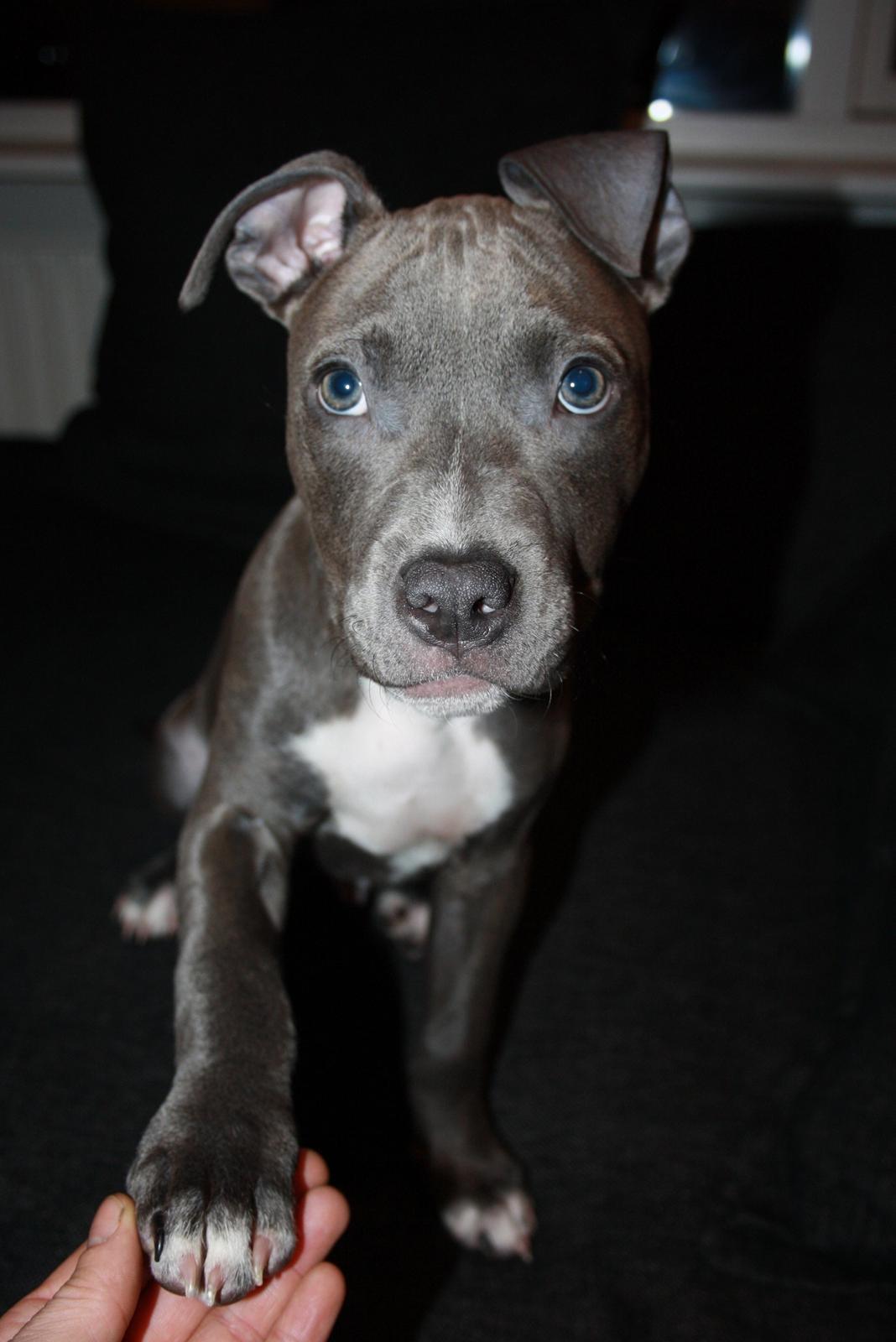 Staffordshire bull terrier Turbo billede 3