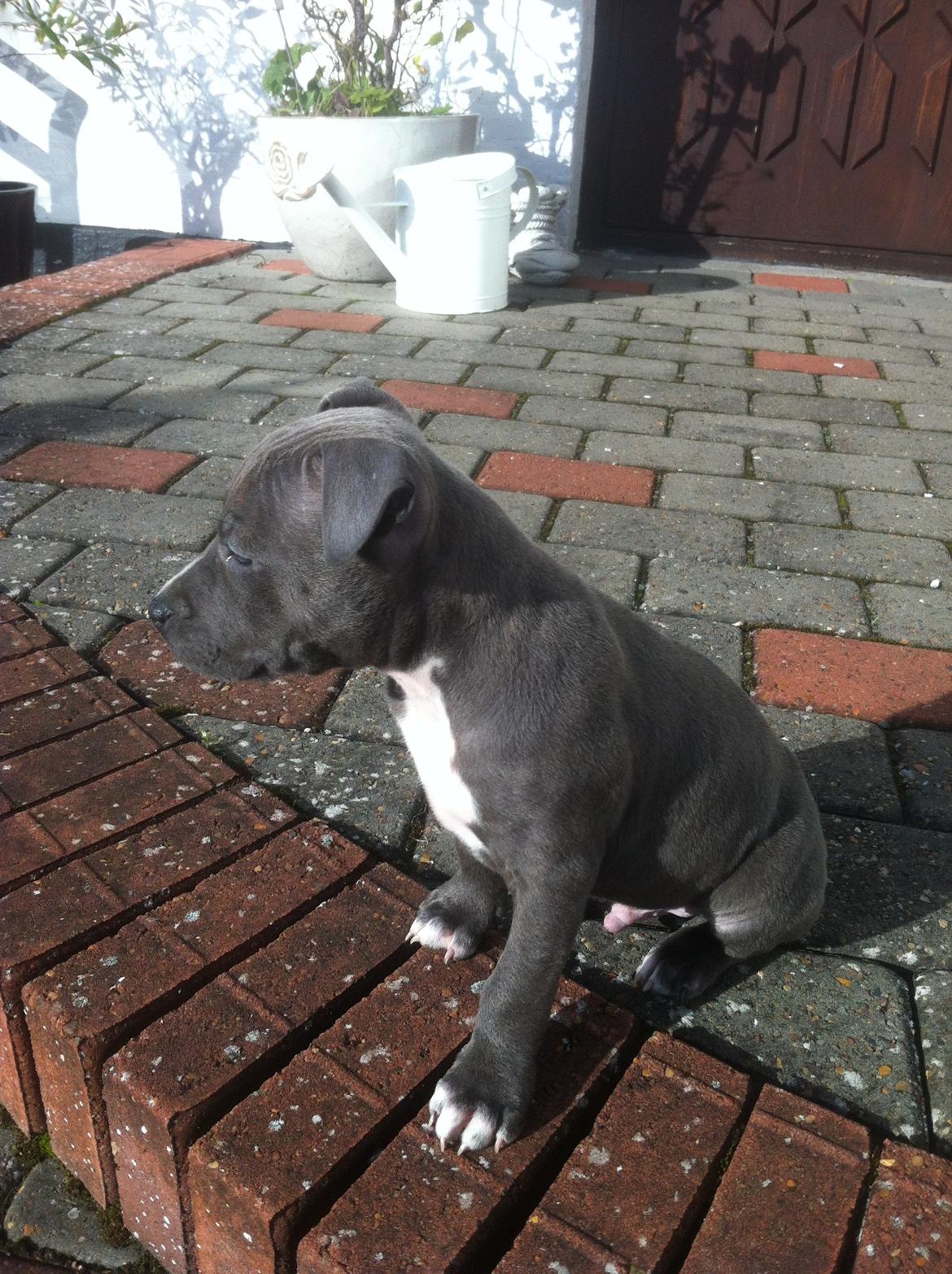 Staffordshire bull terrier Turbo billede 9