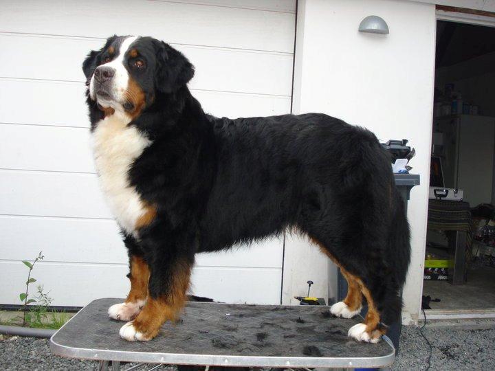 Berner sennenhund BAILEY HIMMELHUND <3 billede 16