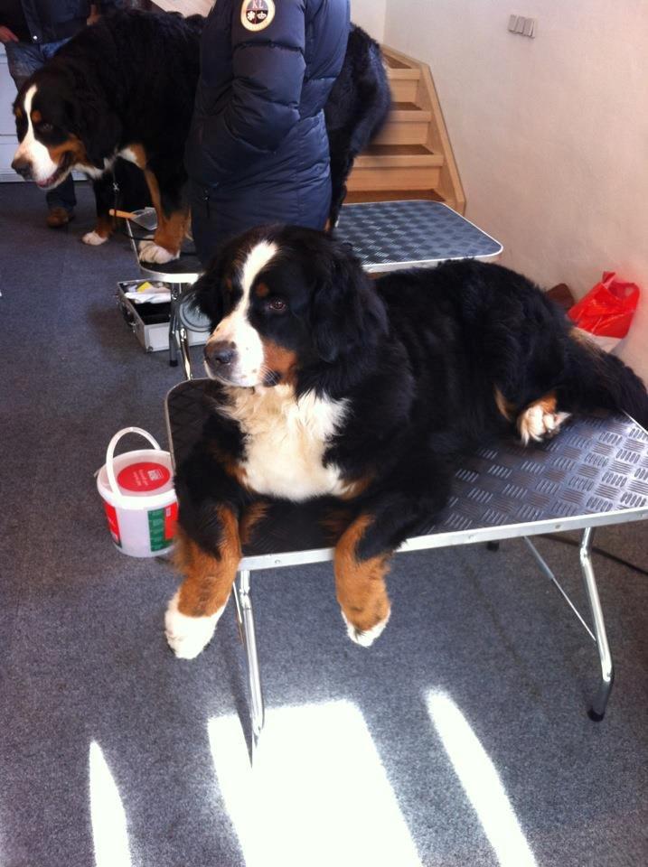 Berner sennenhund BAILEY HIMMELHUND <3 billede 17