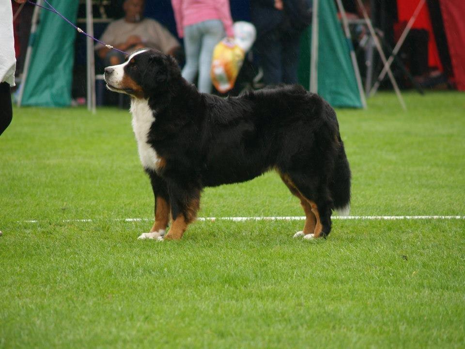 Berner sennenhund BAILEY HIMMELHUND <3 billede 18