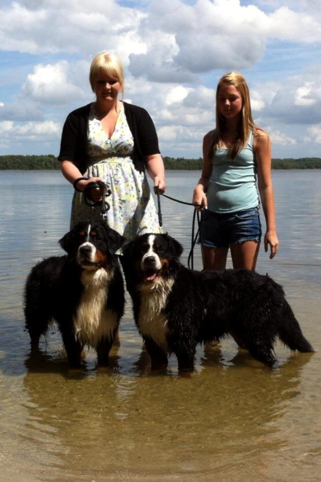 Berner sennenhund BAILEY HIMMELHUND <3 - Mor og søn billede 19