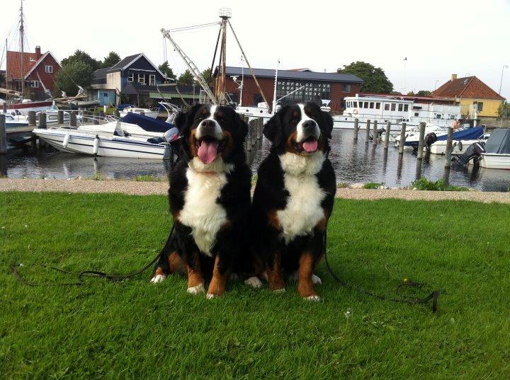 Berner sennenhund BAILEY HIMMELHUND <3 - Kahlua og Bailey ved Køge havn billede 20