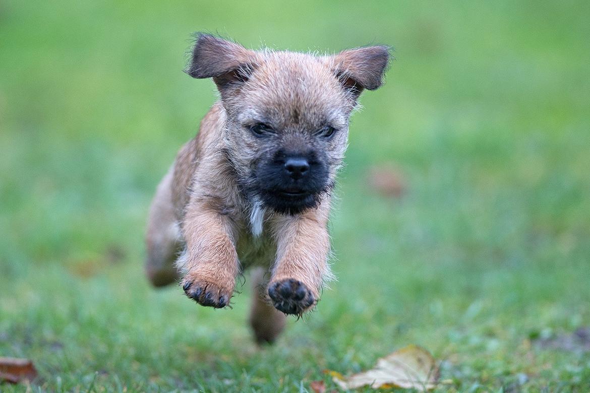 Border terrier Always klappe klar Boa (Ronja) billede 7