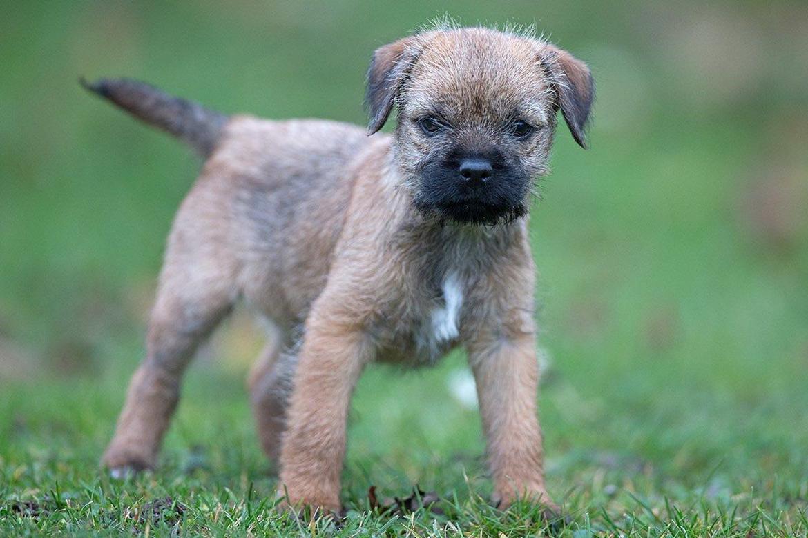Border terrier Always klappe klar Boa (Ronja) billede 8