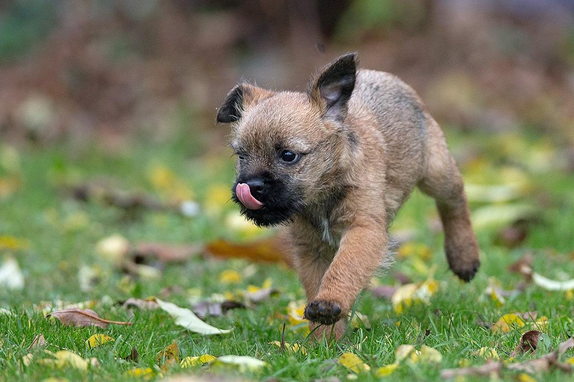 Border terrier Always klappe klar Boa (Ronja) billede 9