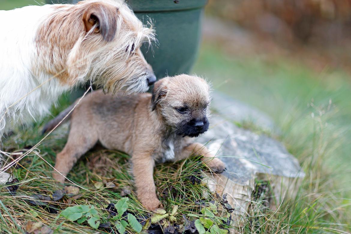 Border terrier Always klappe klar Boa (Ronja) billede 10