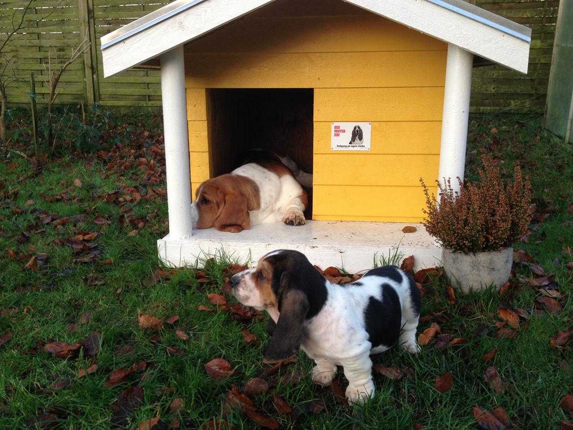 Basset hound Paddington - Storebror Dalton og lillebror Paddington i deres "låååksus" hundehus :D billede 3