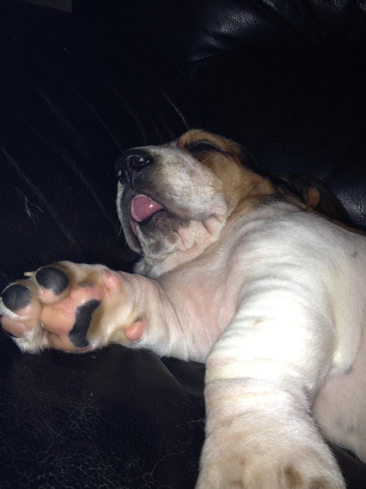 Basset hound Paddington - Når man ligger og drømmer om mælk, og laver sutte lyde - så blir man bare ikke sødere ;) billede 1