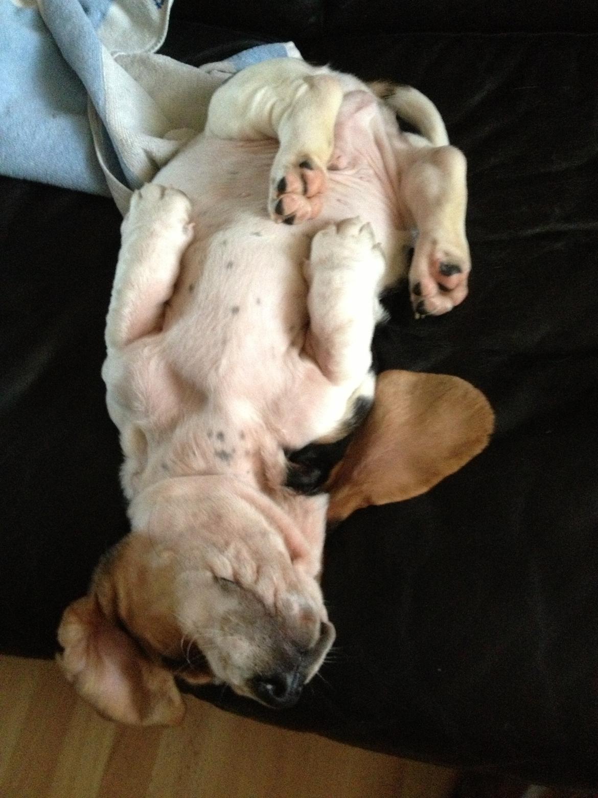 Basset hound Paddington - Totaaaal afslapning xD billede 2