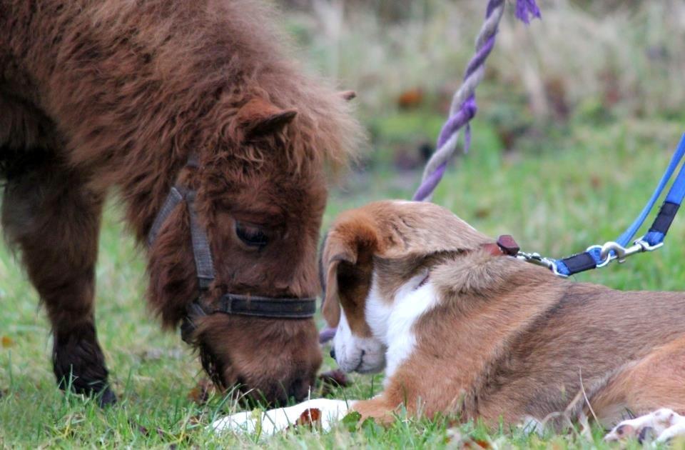 Blanding af racer Xena - Xena hilser på følle Cera billede 19