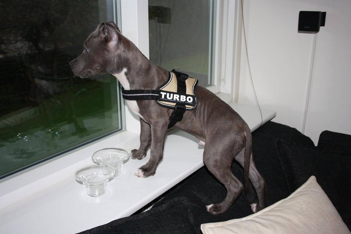 Staffordshire bull terrier Turbo billede 2