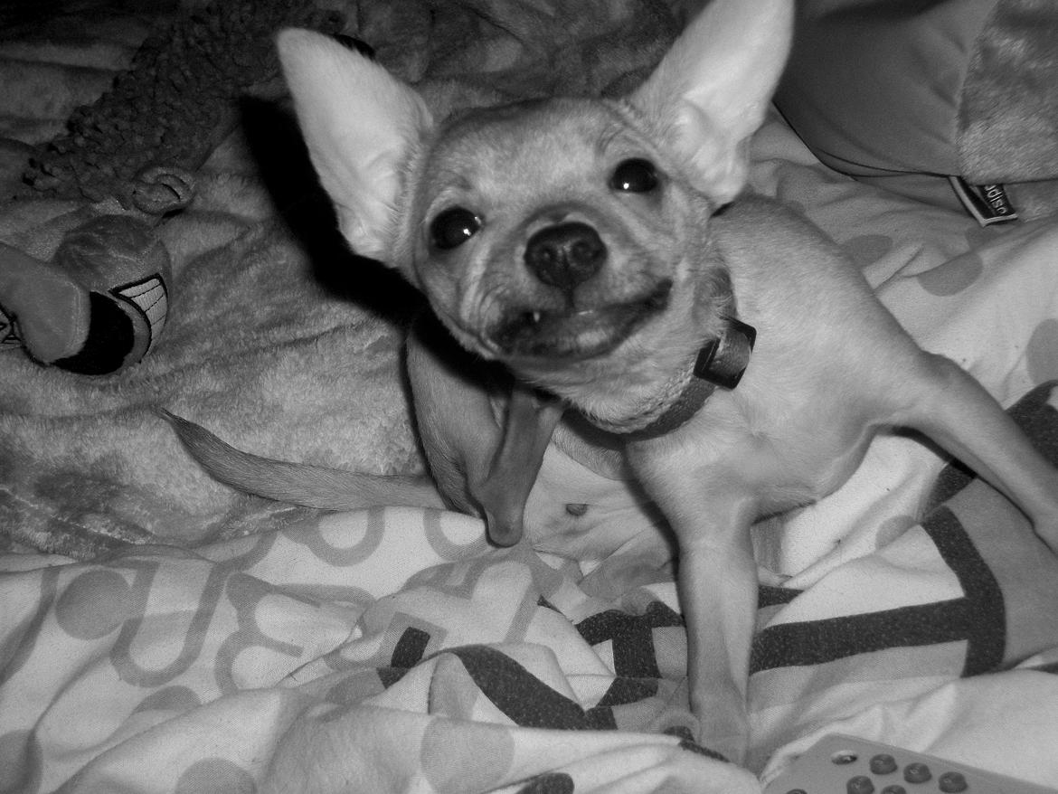 Chihuahua Nenomi<3 billede 1