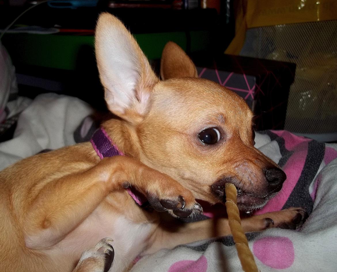 Chihuahua Nenomi<3 billede 2