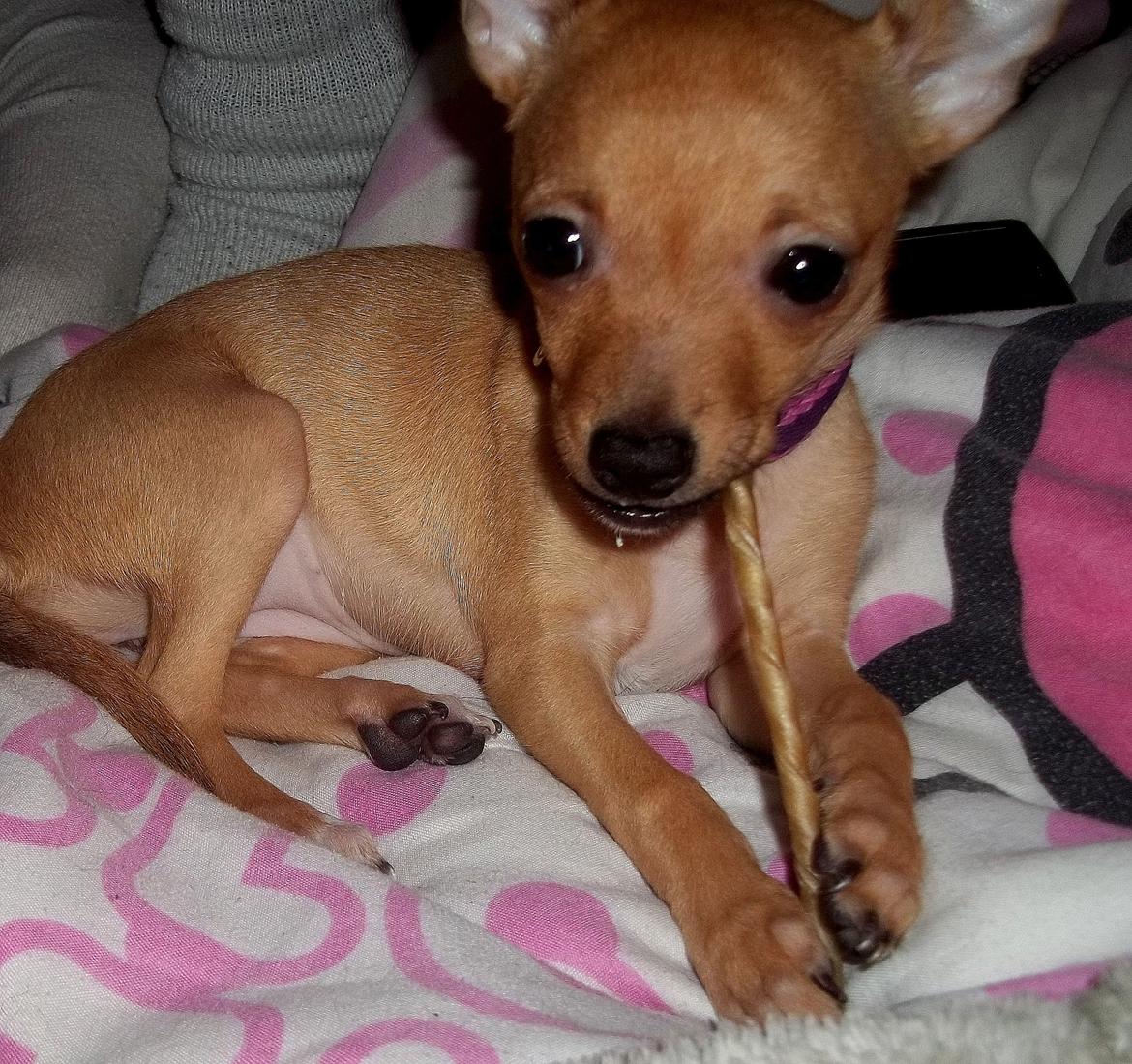 Chihuahua Nenomi<3 billede 3