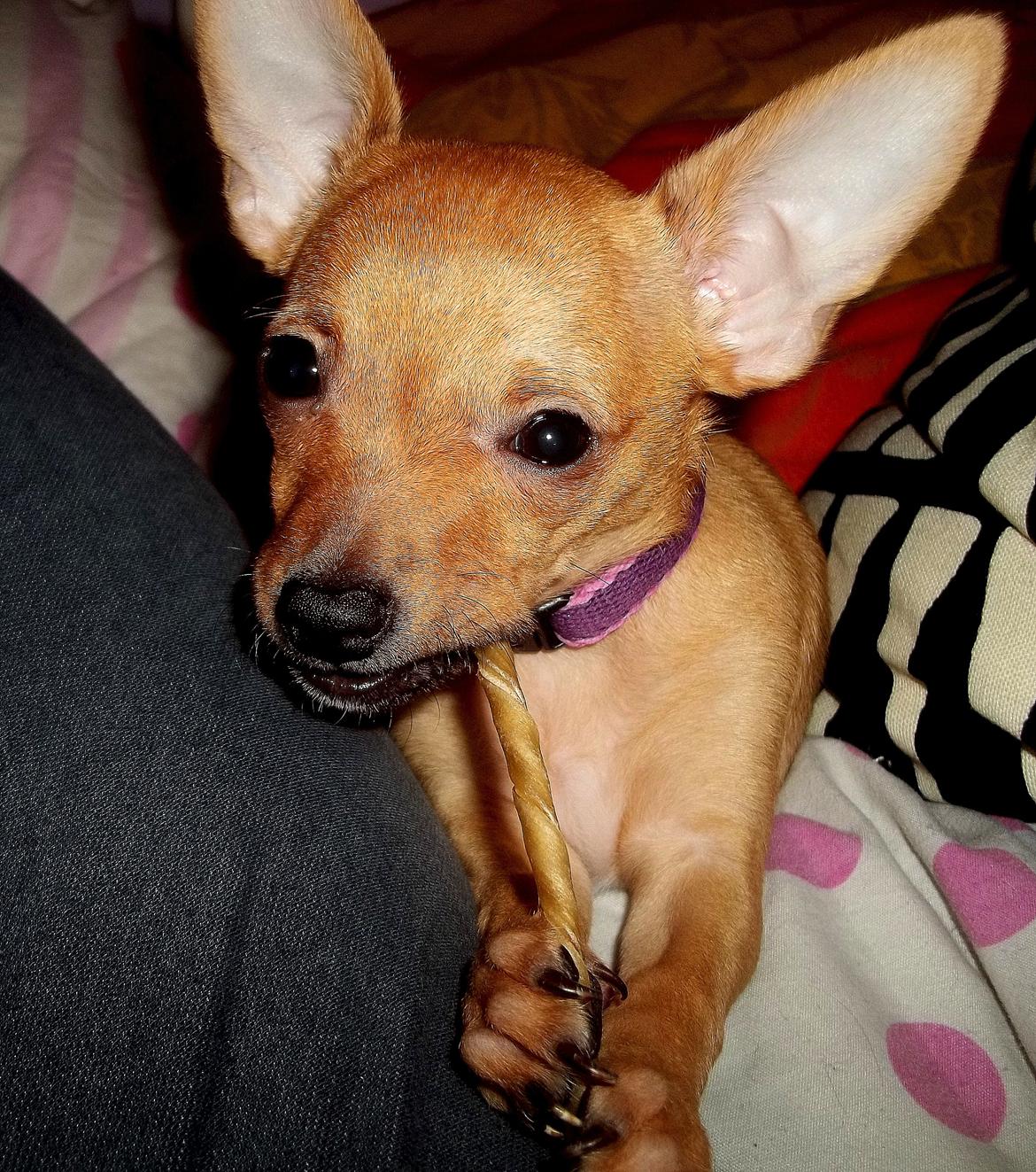 Chihuahua Nenomi<3 billede 4