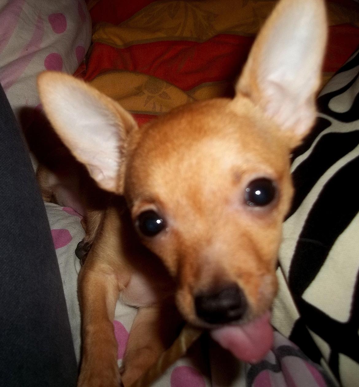 Chihuahua Nenomi<3 billede 5