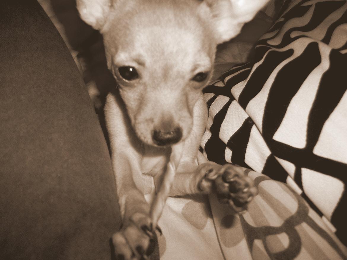 Chihuahua Nenomi<3 billede 6