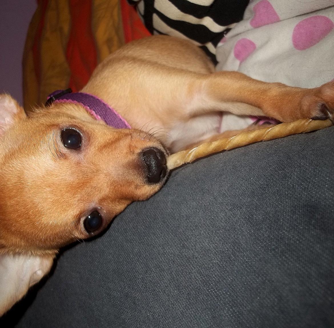 Chihuahua Nenomi<3 billede 7