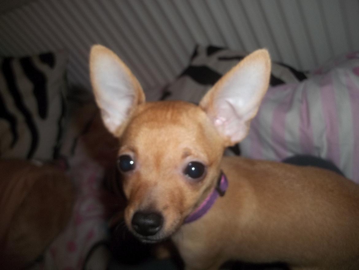 Chihuahua Nenomi<3 billede 8