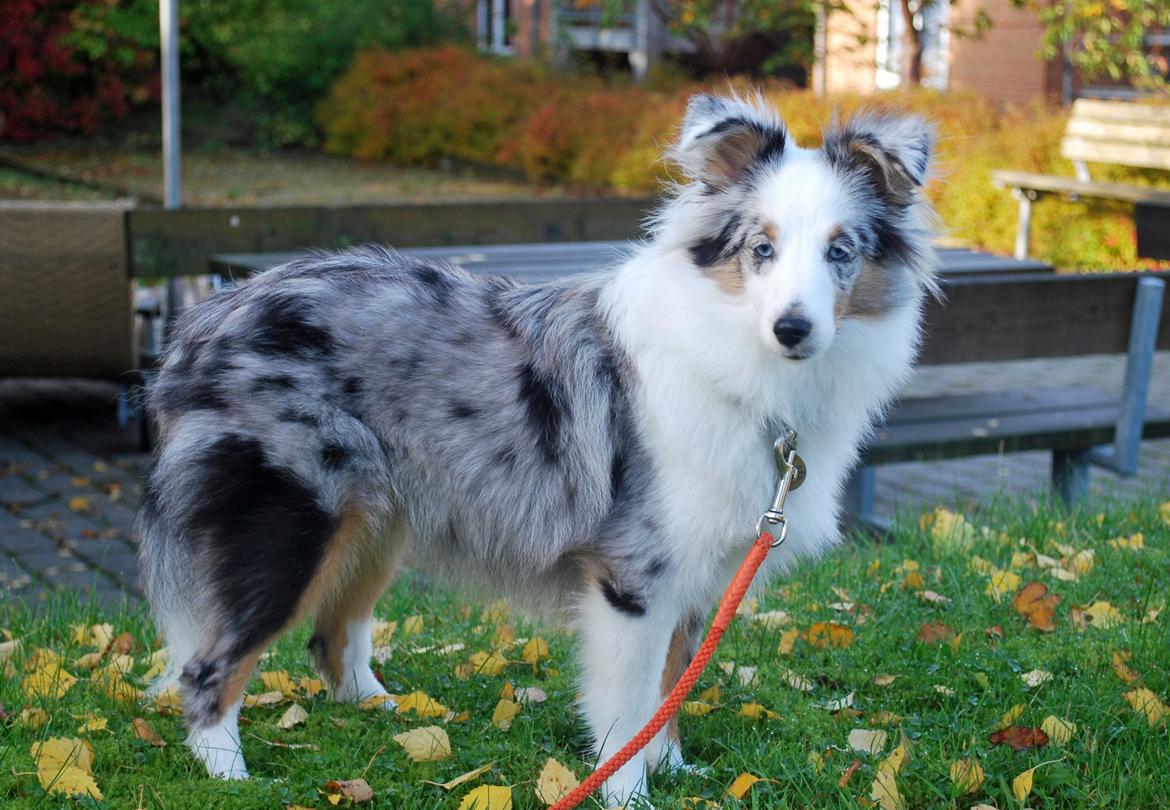 Shetland sheepdog Mejse billede 7