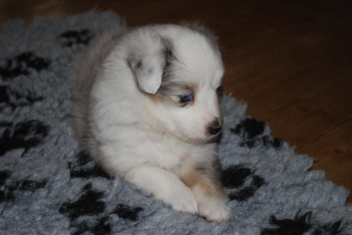 Shetland sheepdog Mejse billede 2