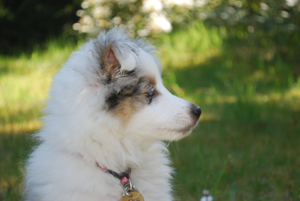 Shetland sheepdog Mejse billede 3