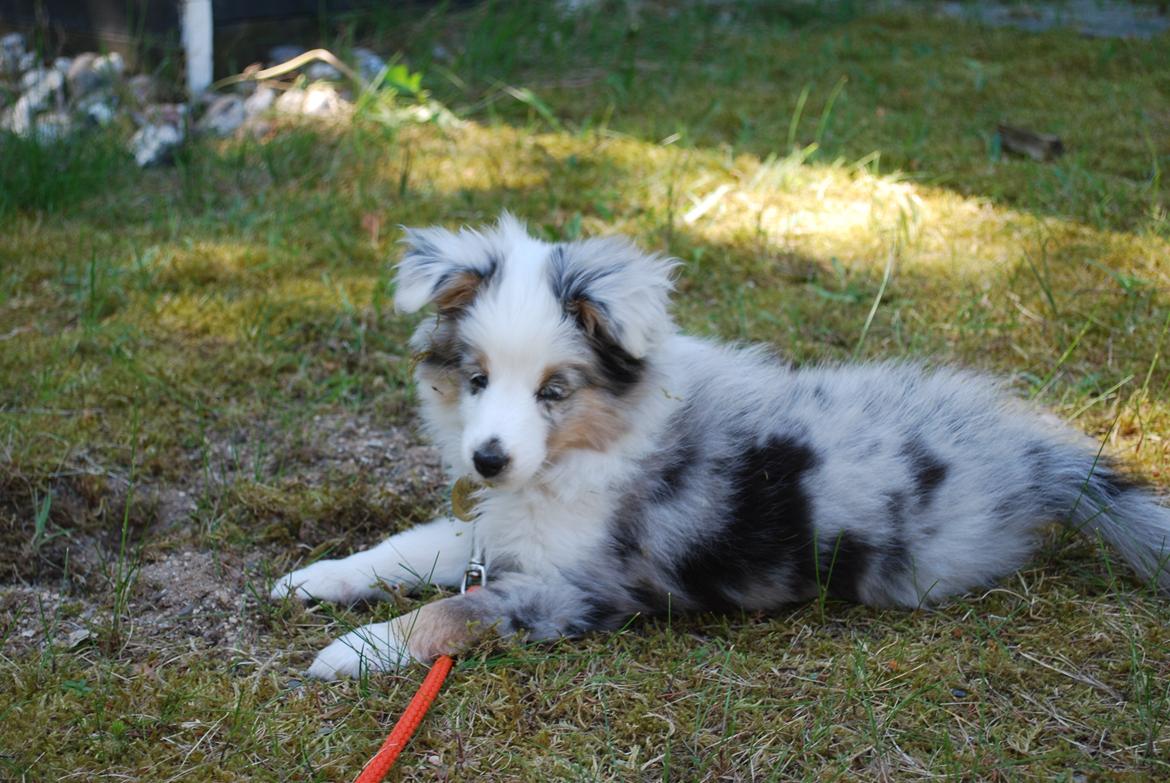 Shetland sheepdog Mejse billede 4